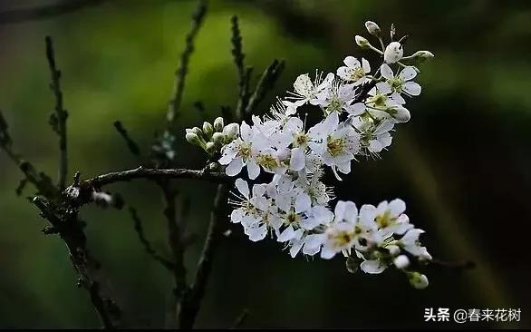 春天到，桃花、杏花、樱花、梨花、李花其开放，你能分清楚吗？