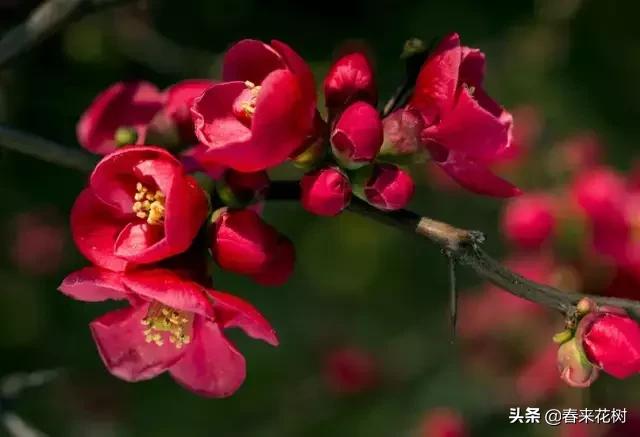 春天到，桃花、杏花、樱花、梨花、李花其开放，你能分清楚吗？