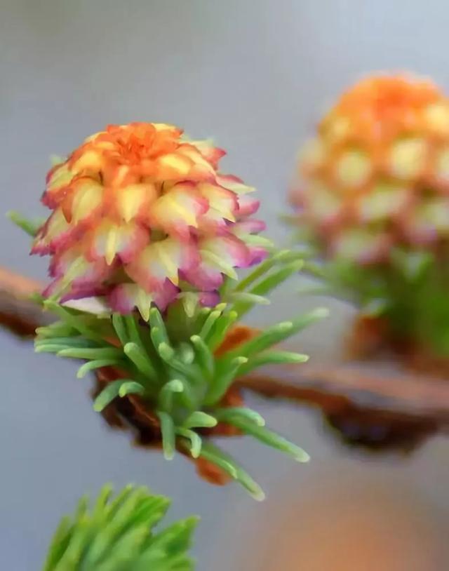 松树开花，你见过几种呢！