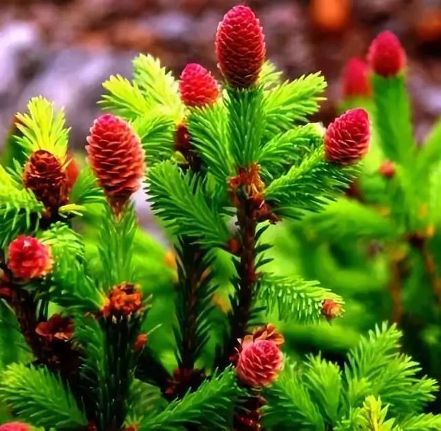 松树开花，你见过几种呢！
