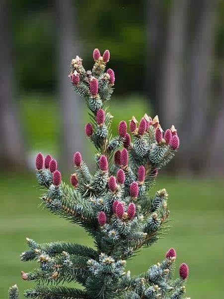 松树开花，你见过几种呢！