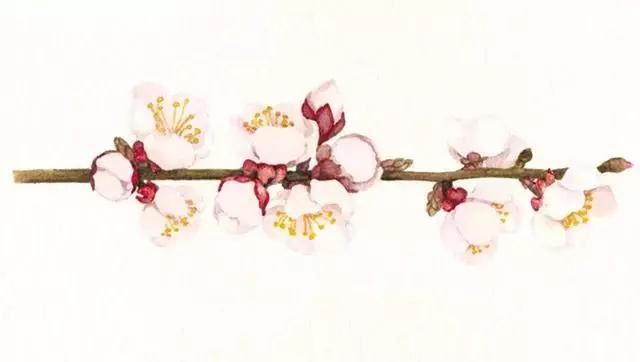 清明前后最争艳的4种花卉，就等你来！