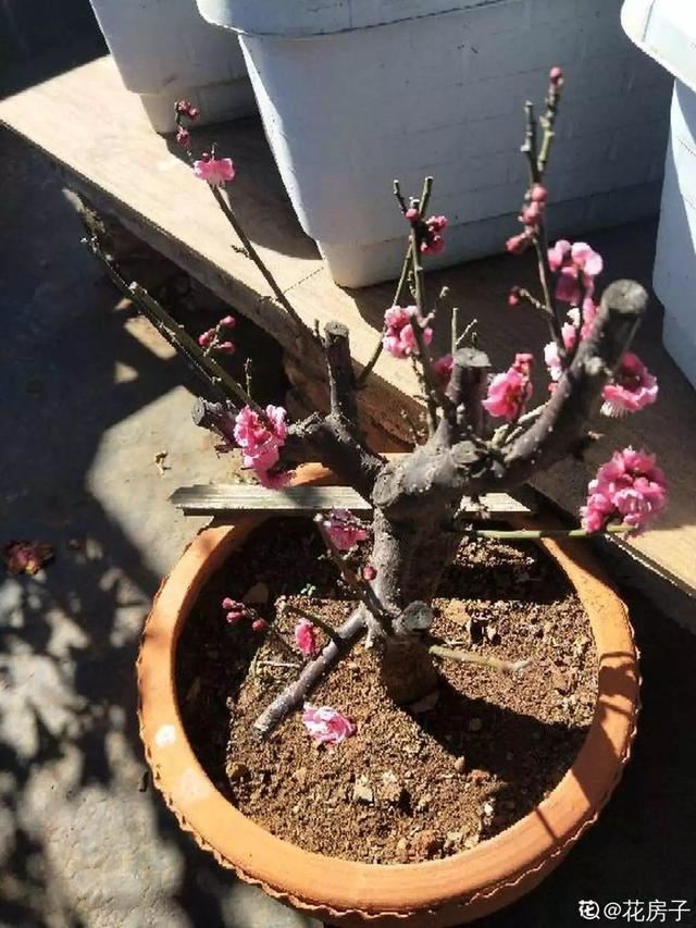 最贵气的梅花，多少人想养，都怕养不好