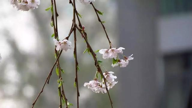 清明前后最争艳的4种花卉，就等你来！