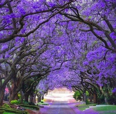 蓝花楹：中国罕见的观叶观花树种，外表清丽脱俗，可造纸可做家具