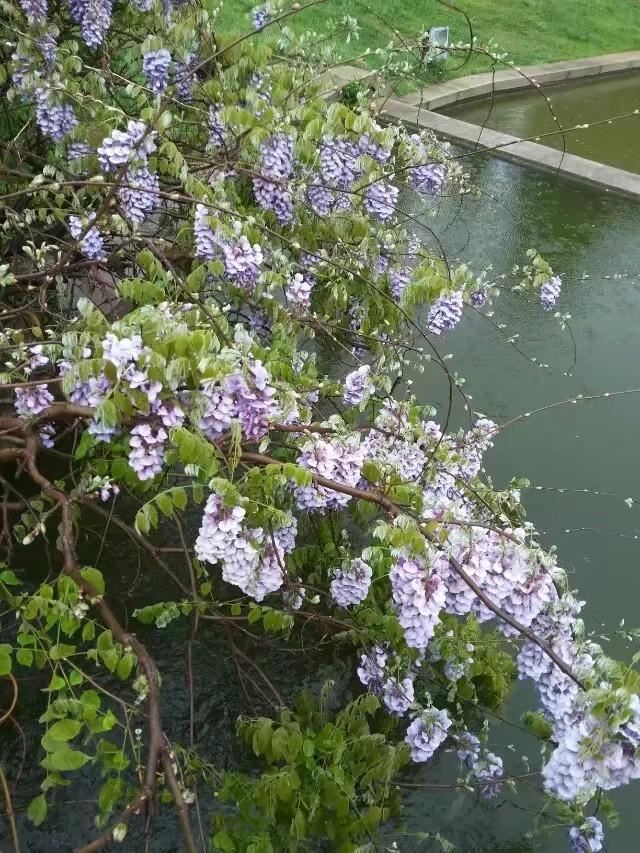 浪漫的紫藤花