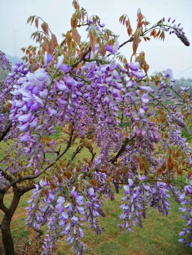 浪漫的紫藤花
