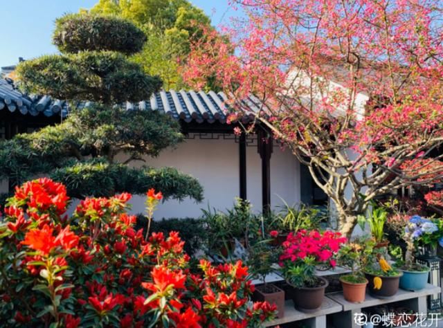 养花人的理想生活：找个小院子，守着四季花开