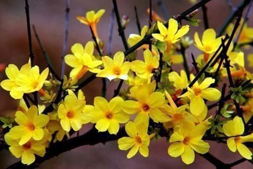 这8种花爱在春天盛开，认清花型不迷糊，自己也能当赏花大师