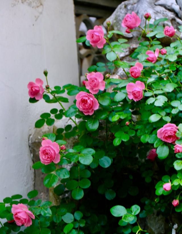 养花人的理想生活：找个小院子，守着四季花开