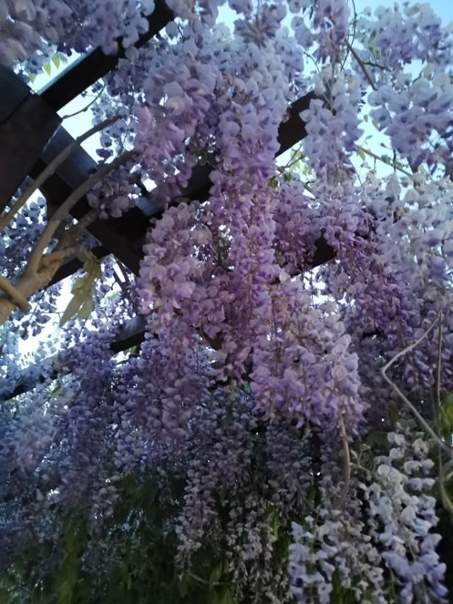 浪漫的紫藤花