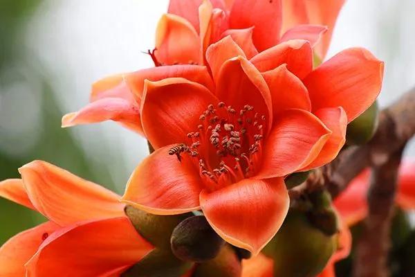 养花不仅能装点家居,美化生活环境,侍弄花草还能陶冶人的心性。别以为养花是现代才流行的事,其实在古代,无论达官贵族还是平头百姓,都喜欢在自己家的庭院里栽种各种花花草草。今天就为大家盘点10种古人喜欢的植物。 梅花 因其经冬不衰,傲雪而开,梅花与松、竹亦并称“岁寒三友”。严冬腊月,阴风肆虐大雪纷飞之际,也是梅花迎寒斗雪之时。“不要人夸颜色好,只留清气满乾坤。”梅花从古至今一直是冰清玉洁、坚贞顽强的代表,更是深受文人士大夫的喜爱和赞扬。 自古以来受欢迎的10种花草,每种都带着古韵风雅 养护要点 梅花喜 养花不仅能装点家居,美化生活环境,侍弄花草还能陶冶人的心性。别以为养花是现代才流行的事,其实在古代,无论达官贵族还是平头百姓,都喜欢在自己家的庭院里栽种各种花花草草。今天就为大家盘点10种古人喜欢的植物。 梅花 因其经冬不衰,傲雪而开,梅花与松、竹亦并称“岁寒三友”。严冬腊月,阴风肆虐大雪纷飞之际,也是梅花迎寒斗雪之时。“不要人夸颜色好,只留清气满乾坤。”梅花从古至今一直是冰清玉洁、坚贞顽强的代表,更是深受文人士大夫的喜爱和赞扬。 自古以来受欢迎的10种花草,每种都带着古韵风雅 养护要点 梅花喜