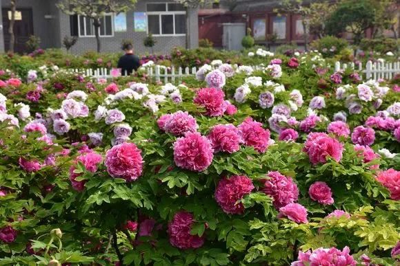 自古以来受欢迎的10种花草，每种都带着古韵风雅