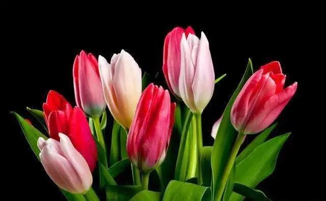 养花不仅能装点家居,美化生活环境,侍弄花草还能陶冶人的心性。别以为养花是现代才流行的事,其实在古代,无论达官贵族还是平头百姓,都喜欢在自己家的庭院里栽种各种花花草草。今天就为大家盘点10种古人喜欢的植物。 梅花 因其经冬不衰,傲雪而开,梅花与松、竹亦并称“岁寒三友”。严冬腊月,阴风肆虐大雪纷飞之际,也是梅花迎寒斗雪之时。“不要人夸颜色好,只留清气满乾坤。”梅花从古至今一直是冰清玉洁、坚贞顽强的代表,更是深受文人士大夫的喜爱和赞扬。 自古以来受欢迎的10种花草,每种都带着古韵风雅 养护要点 梅花喜 养花不仅能装点家居,美化生活环境,侍弄花草还能陶冶人的心性。别以为养花是现代才流行的事,其实在古代,无论达官贵族还是平头百姓,都喜欢在自己家的庭院里栽种各种花花草草。今天就为大家盘点10种古人喜欢的植物。 梅花 因其经冬不衰,傲雪而开,梅花与松、竹亦并称“岁寒三友”。严冬腊月,阴风肆虐大雪纷飞之际,也是梅花迎寒斗雪之时。“不要人夸颜色好,只留清气满乾坤。”梅花从古至今一直是冰清玉洁、坚贞顽强的代表,更是深受文人士大夫的喜爱和赞扬。 自古以来受欢迎的10种花草,每种都带着古韵风雅 养护要点 梅花喜