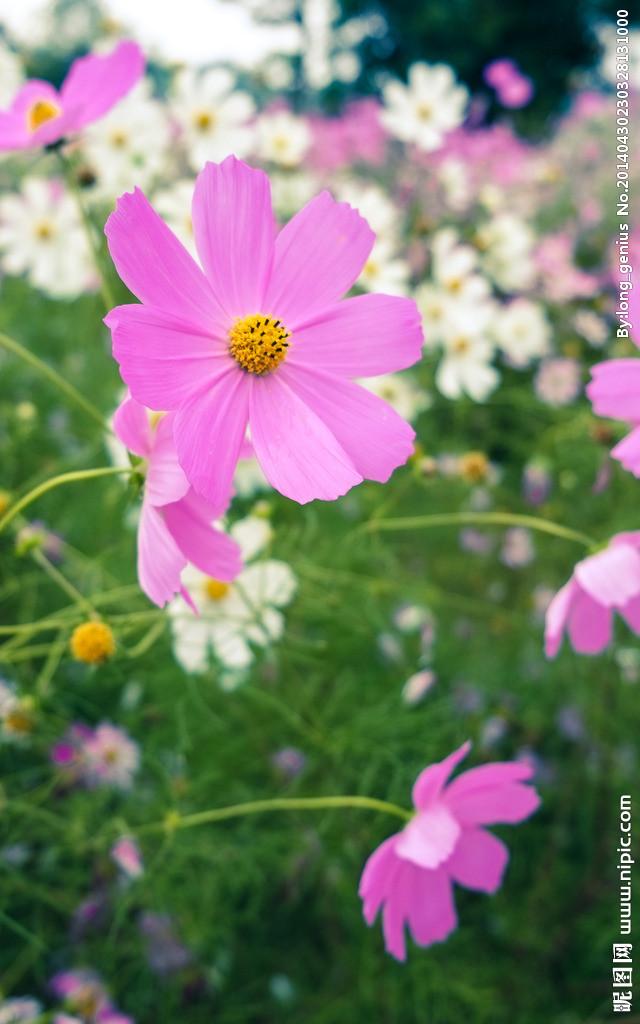 世界十大国花，你们认为哪个国家的国花最漂亮呢?