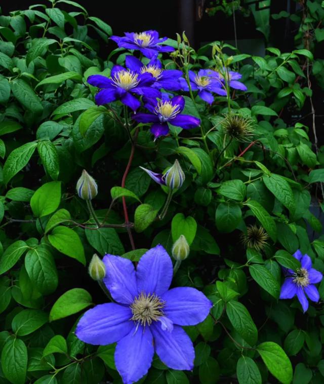 养花人的理想生活：找个小院子，守着四季花开