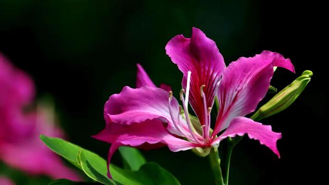 养花不仅能装点家居,美化生活环境,侍弄花草还能陶冶人的心性。别以为养花是现代才流行的事,其实在古代,无论达官贵族还是平头百姓,都喜欢在自己家的庭院里栽种各种花花草草。今天就为大家盘点10种古人喜欢的植物。 梅花 因其经冬不衰,傲雪而开,梅花与松、竹亦并称“岁寒三友”。严冬腊月,阴风肆虐大雪纷飞之际,也是梅花迎寒斗雪之时。“不要人夸颜色好,只留清气满乾坤。”梅花从古至今一直是冰清玉洁、坚贞顽强的代表,更是深受文人士大夫的喜爱和赞扬。 自古以来受欢迎的10种花草,每种都带着古韵风雅 养护要点 梅花喜 养花不仅能装点家居,美化生活环境,侍弄花草还能陶冶人的心性。别以为养花是现代才流行的事,其实在古代,无论达官贵族还是平头百姓,都喜欢在自己家的庭院里栽种各种花花草草。今天就为大家盘点10种古人喜欢的植物。 梅花 因其经冬不衰,傲雪而开,梅花与松、竹亦并称“岁寒三友”。严冬腊月,阴风肆虐大雪纷飞之际,也是梅花迎寒斗雪之时。“不要人夸颜色好,只留清气满乾坤。”梅花从古至今一直是冰清玉洁、坚贞顽强的代表,更是深受文人士大夫的喜爱和赞扬。 自古以来受欢迎的10种花草,每种都带着古韵风雅 养护要点 梅花喜