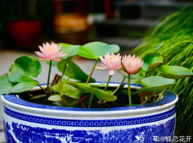 养花人的理想生活：找个小院子，守着四季花开