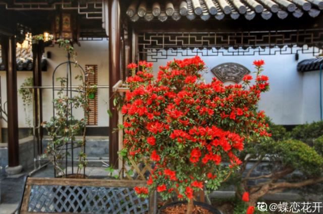 养花人的理想生活：找个小院子，守着四季花开