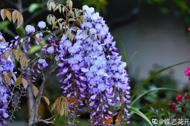 养花人的理想生活：找个小院子，守着四季花开