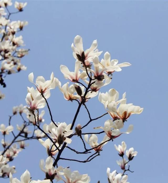 养花不仅能装点家居,美化生活环境,侍弄花草还能陶冶人的心性。别以为养花是现代才流行的事,其实在古代,无论达官贵族还是平头百姓,都喜欢在自己家的庭院里栽种各种花花草草。今天就为大家盘点10种古人喜欢的植物。 梅花 因其经冬不衰,傲雪而开,梅花与松、竹亦并称“岁寒三友”。严冬腊月,阴风肆虐大雪纷飞之际,也是梅花迎寒斗雪之时。“不要人夸颜色好,只留清气满乾坤。”梅花从古至今一直是冰清玉洁、坚贞顽强的代表,更是深受文人士大夫的喜爱和赞扬。 自古以来受欢迎的10种花草,每种都带着古韵风雅 养护要点 梅花喜 养花不仅能装点家居,美化生活环境,侍弄花草还能陶冶人的心性。别以为养花是现代才流行的事,其实在古代,无论达官贵族还是平头百姓,都喜欢在自己家的庭院里栽种各种花花草草。今天就为大家盘点10种古人喜欢的植物。 梅花 因其经冬不衰,傲雪而开,梅花与松、竹亦并称“岁寒三友”。严冬腊月,阴风肆虐大雪纷飞之际,也是梅花迎寒斗雪之时。“不要人夸颜色好,只留清气满乾坤。”梅花从古至今一直是冰清玉洁、坚贞顽强的代表,更是深受文人士大夫的喜爱和赞扬。 自古以来受欢迎的10种花草,每种都带着古韵风雅 养护要点 梅花喜