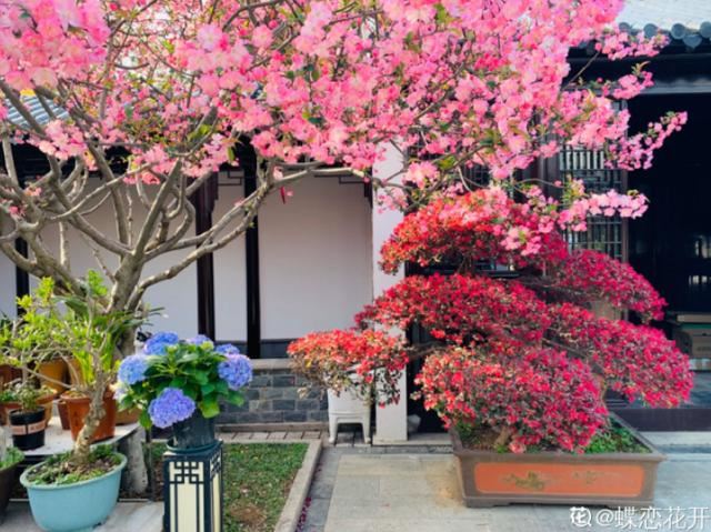 养花人的理想生活：找个小院子，守着四季花开