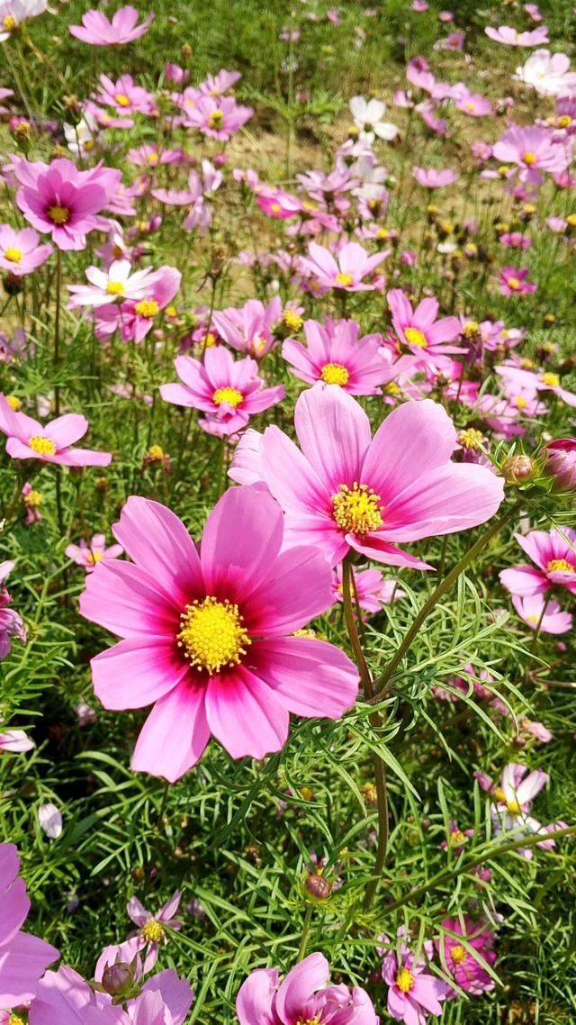 一颗种子摇身变,花盆一撒便开花,莫可错过这个春天 一颗种子摇身变,花盆一撒便开花,莫可错过这个春天