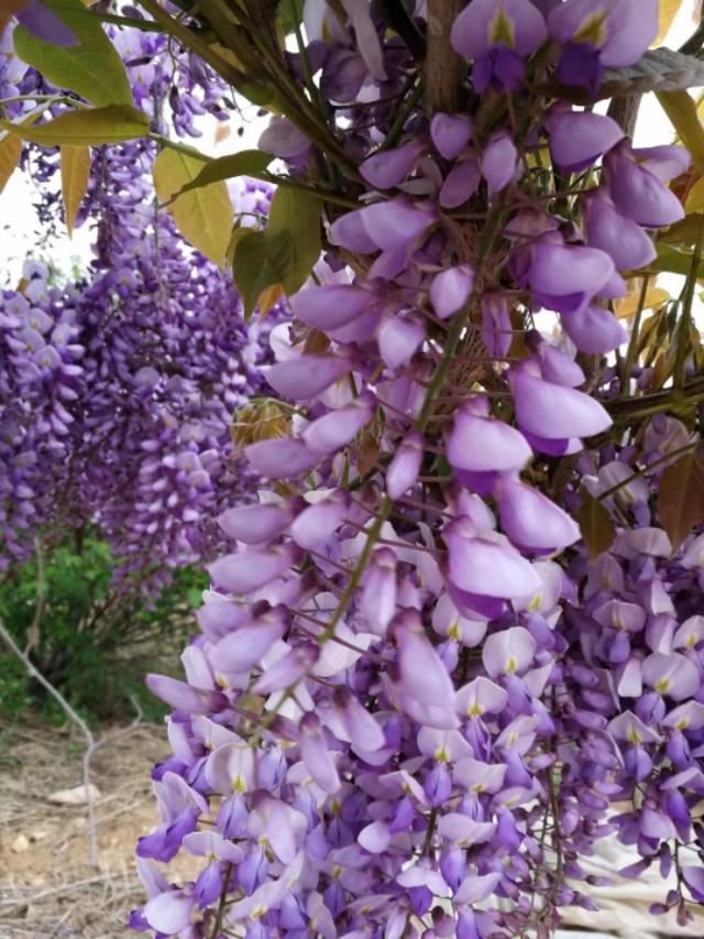 浪漫的紫藤花
