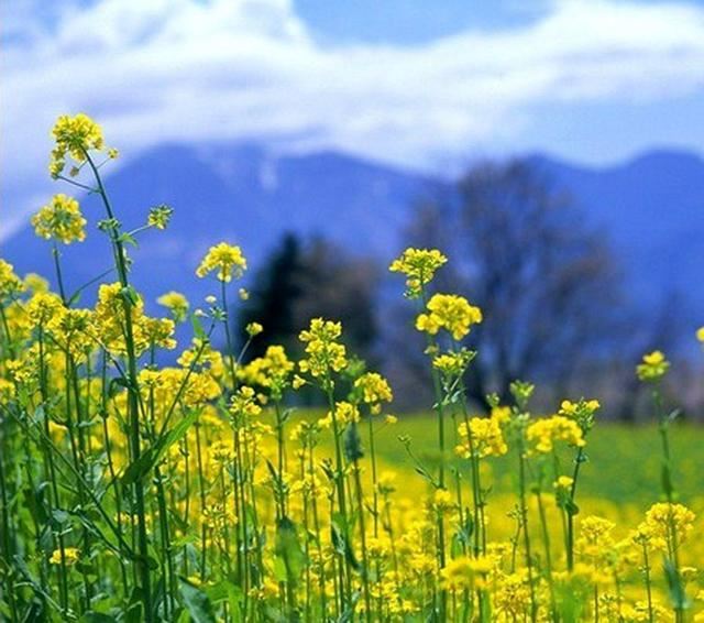 一颗种子摇身变,花盆一撒便开花,莫可错过这个春天 一颗种子摇身变,花盆一撒便开花,莫可错过这个春天