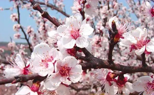 养花不仅能装点家居,美化生活环境,侍弄花草还能陶冶人的心性。别以为养花是现代才流行的事,其实在古代,无论达官贵族还是平头百姓,都喜欢在自己家的庭院里栽种各种花花草草。今天就为大家盘点10种古人喜欢的植物。 梅花 因其经冬不衰,傲雪而开,梅花与松、竹亦并称“岁寒三友”。严冬腊月,阴风肆虐大雪纷飞之际,也是梅花迎寒斗雪之时。“不要人夸颜色好,只留清气满乾坤。”梅花从古至今一直是冰清玉洁、坚贞顽强的代表,更是深受文人士大夫的喜爱和赞扬。 自古以来受欢迎的10种花草,每种都带着古韵风雅 养护要点 梅花喜 养花不仅能装点家居,美化生活环境,侍弄花草还能陶冶人的心性。别以为养花是现代才流行的事,其实在古代,无论达官贵族还是平头百姓,都喜欢在自己家的庭院里栽种各种花花草草。今天就为大家盘点10种古人喜欢的植物。 梅花 因其经冬不衰,傲雪而开,梅花与松、竹亦并称“岁寒三友”。严冬腊月,阴风肆虐大雪纷飞之际,也是梅花迎寒斗雪之时。“不要人夸颜色好,只留清气满乾坤。”梅花从古至今一直是冰清玉洁、坚贞顽强的代表,更是深受文人士大夫的喜爱和赞扬。 自古以来受欢迎的10种花草,每种都带着古韵风雅 养护要点 梅花喜