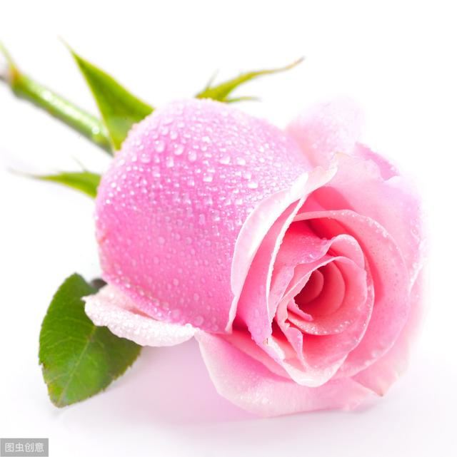 世界十大国花，你们认为哪个国家的国花最漂亮呢?