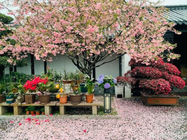 养花人的理想生活：找个小院子，守着四季花开