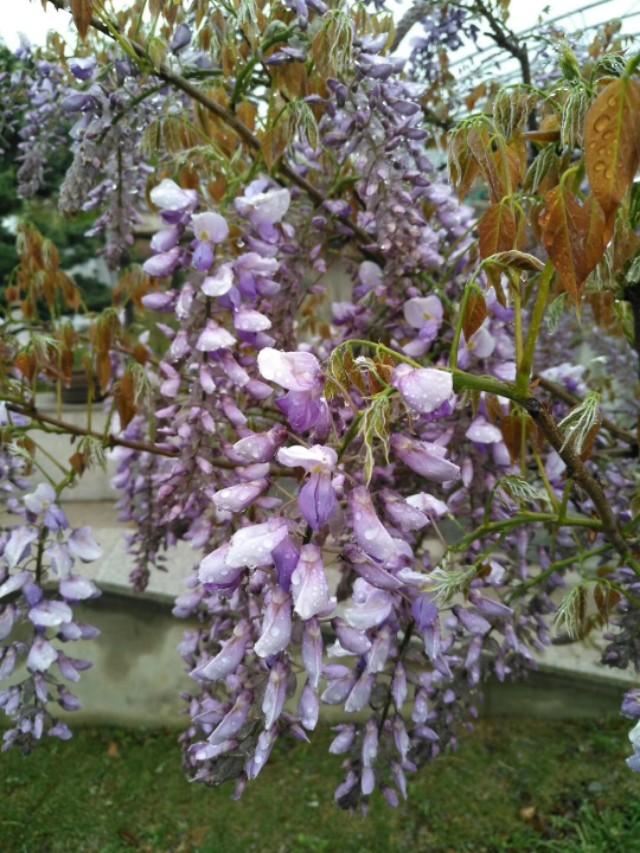 浪漫的紫藤花
