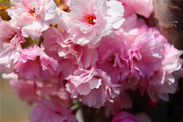 养花不仅能装点家居,美化生活环境,侍弄花草还能陶冶人的心性。别以为养花是现代才流行的事,其实在古代,无论达官贵族还是平头百姓,都喜欢在自己家的庭院里栽种各种花花草草。今天就为大家盘点10种古人喜欢的植物。 梅花 因其经冬不衰,傲雪而开,梅花与松、竹亦并称“岁寒三友”。严冬腊月,阴风肆虐大雪纷飞之际,也是梅花迎寒斗雪之时。“不要人夸颜色好,只留清气满乾坤。”梅花从古至今一直是冰清玉洁、坚贞顽强的代表,更是深受文人士大夫的喜爱和赞扬。 自古以来受欢迎的10种花草,每种都带着古韵风雅 养护要点 梅花喜 养花不仅能装点家居,美化生活环境,侍弄花草还能陶冶人的心性。别以为养花是现代才流行的事,其实在古代,无论达官贵族还是平头百姓,都喜欢在自己家的庭院里栽种各种花花草草。今天就为大家盘点10种古人喜欢的植物。 梅花 因其经冬不衰,傲雪而开,梅花与松、竹亦并称“岁寒三友”。严冬腊月,阴风肆虐大雪纷飞之际,也是梅花迎寒斗雪之时。“不要人夸颜色好,只留清气满乾坤。”梅花从古至今一直是冰清玉洁、坚贞顽强的代表,更是深受文人士大夫的喜爱和赞扬。 自古以来受欢迎的10种花草,每种都带着古韵风雅 养护要点 梅花喜