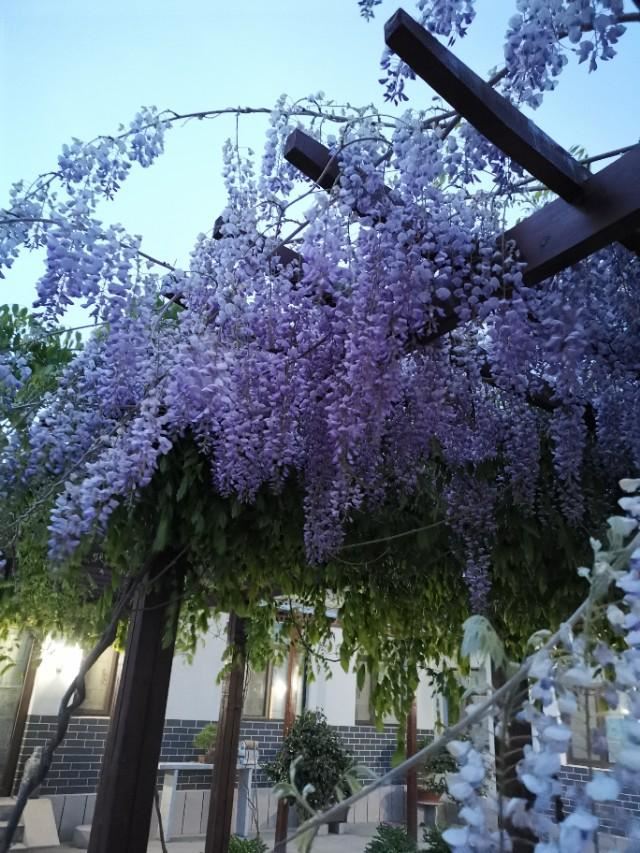 浪漫的紫藤花