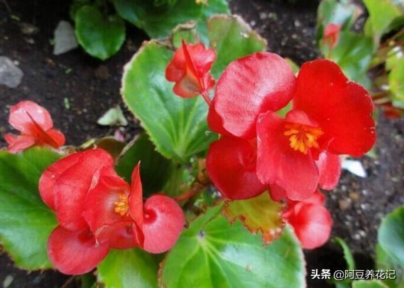 他用1年时间，在阳台养7盆"海棠花"，真美真壮观，大家纷纷取经