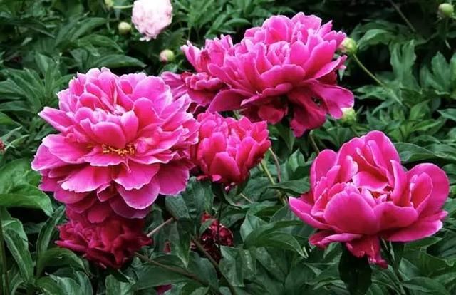 自古以来受欢迎的10种花草，每种都带着古韵风雅