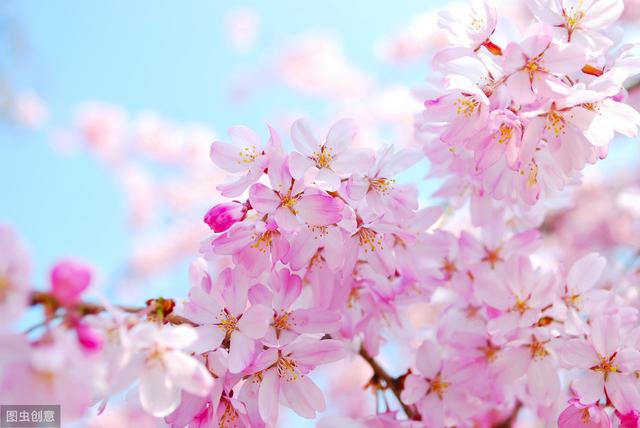 世界十大国花，你们认为哪个国家的国花最漂亮呢?