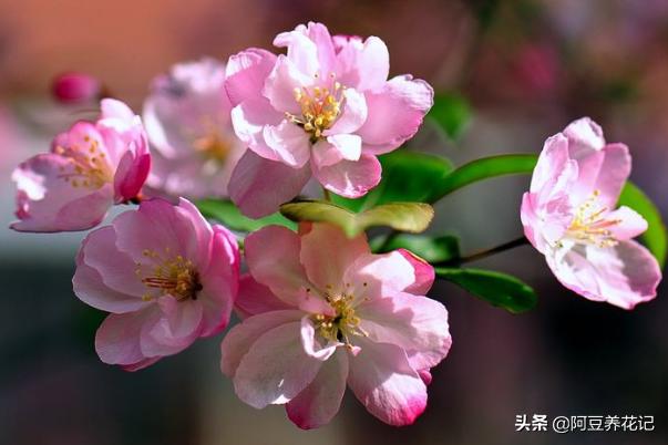 他用1年时间，在阳台养7盆"海棠花"，真美真壮观，大家纷纷取经