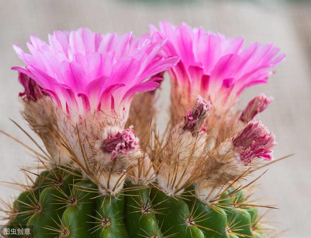 世界十大国花，你们认为哪个国家的国花最漂亮呢?