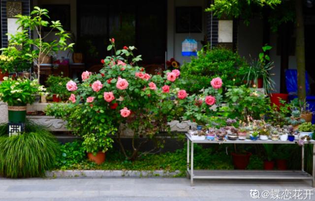 养花人的理想生活：找个小院子，守着四季花开