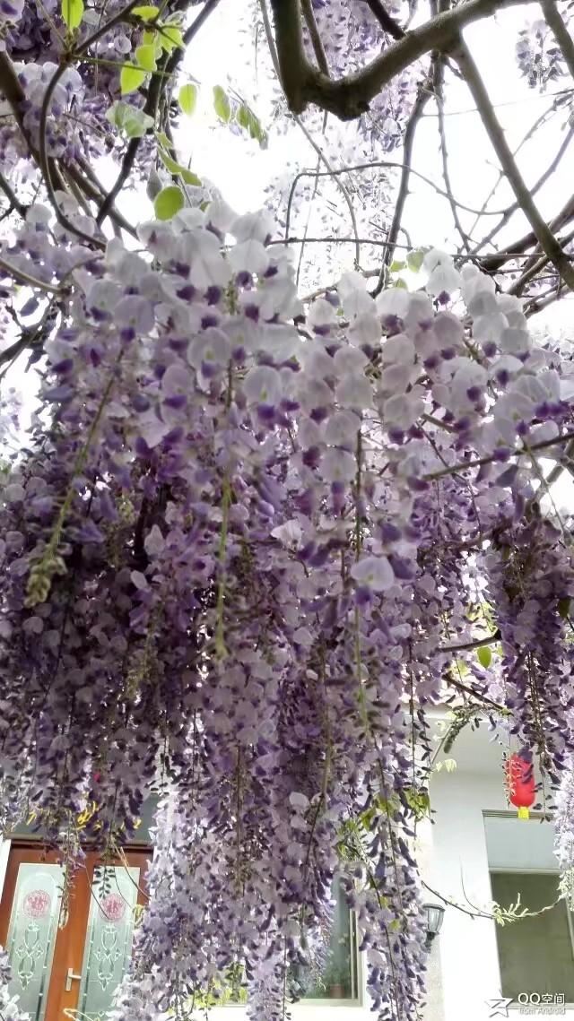 浪漫的紫藤花