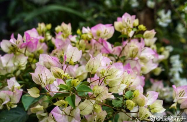 养花人的理想生活：找个小院子，守着四季花开
