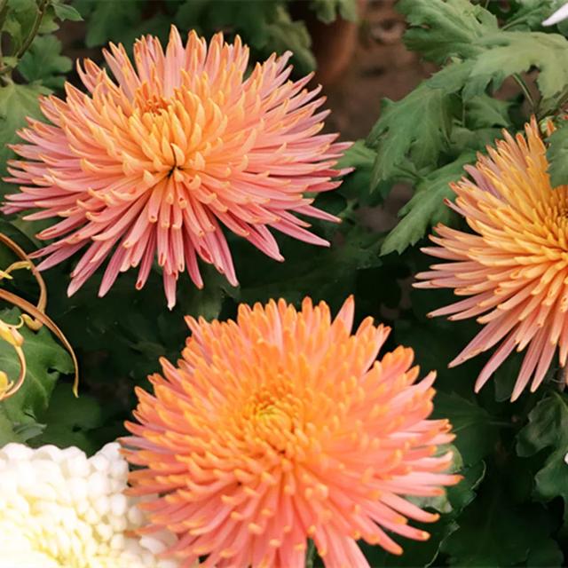 自古以来受欢迎的10种花草，每种都带着古韵风雅