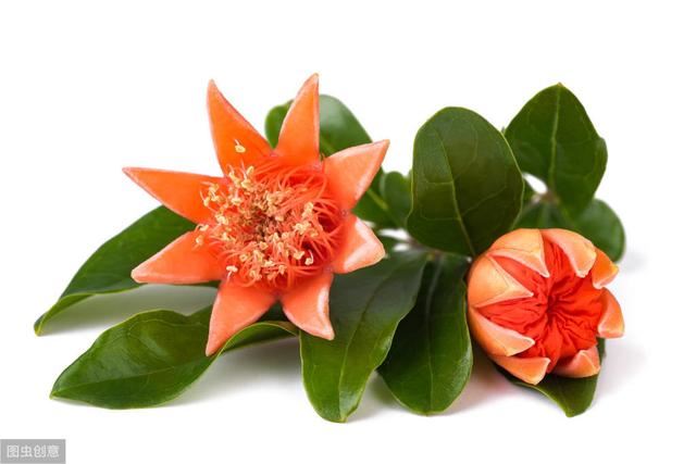 世界十大国花，你们认为哪个国家的国花最漂亮呢?