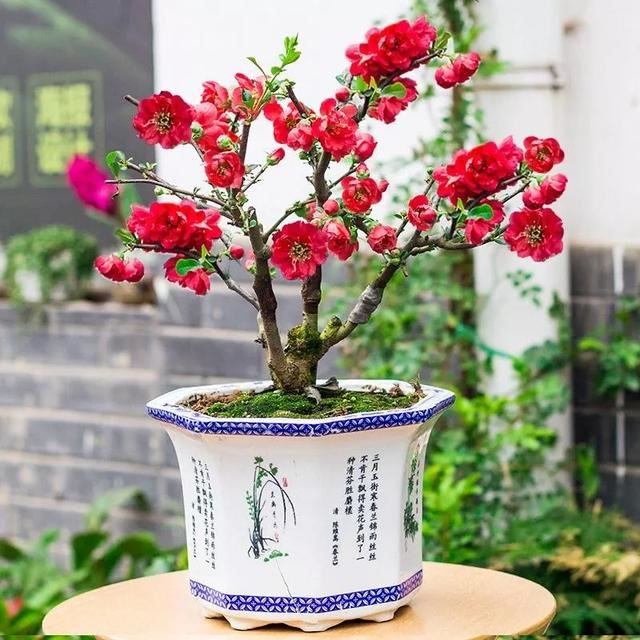 自古以来受欢迎的10种花草，每种都带着古韵风雅