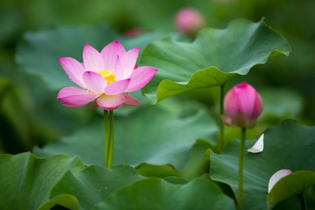 自古以来受欢迎的10种花草，每种都带着古韵风雅