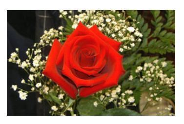 世界十大国花，你们认为哪个国家的国花最漂亮呢?