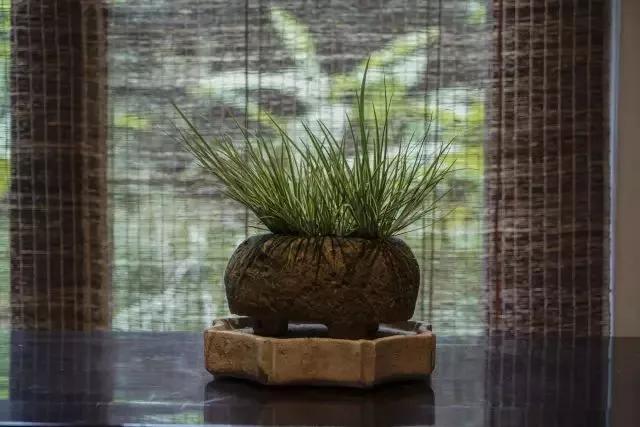 自古以来受欢迎的10种花草，每种都带着古韵风雅