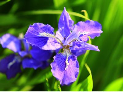 世界十大国花，你们认为哪个国家的国花最漂亮呢?